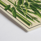 Botanical illustration of various bamboo species by Yasuyoshi Shirasawa from Icones of the bamboos of Japan – Nihon chikurui zufu Pl 08 Poster featuring botanical illustrations of bamboo plants with labeled parts in Icones of the bamboos of Japan – Nihon chikurui zufu Pl.08 by Yasuyoshi Shirasawa