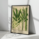 Botanical illustration of various bamboo species by Yasuyoshi Shirasawa from Icones of the bamboos of Japan – Nihon chikurui zufu Pl 08 Poster featuring botanical illustrations of bamboo plants with labeled parts in Icones of the bamboos of Japan – Nihon chikurui zufu Pl.08 by Yasuyoshi Shirasawa