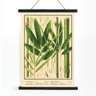 Botanical illustration of various bamboo species by Yasuyoshi Shirasawa from Icones of the bamboos of Japan – Nihon chikurui zufu Pl 08 Poster featuring botanical illustrations of bamboo plants with labeled parts in Icones of the bamboos of Japan – Nihon chikurui zufu Pl.08 by Yasuyoshi Shirasawa