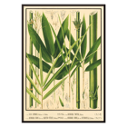 Botanical illustration of various bamboo species by Yasuyoshi Shirasawa from Icones of the bamboos of Japan – Nihon chikurui zufu Pl 08 Poster featuring botanical illustrations of bamboo plants with labeled parts in Icones of the bamboos of Japan – Nihon chikurui zufu Pl.08 by Yasuyoshi Shirasawa