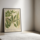 Botanical illustration of various bamboo species by Yasuyoshi Shirasawa from Icones of the bamboos of Japan Nihon chikurui zufu Pl.11 Poster depicting various bamboo species from Japan with detailed botanical illustrations Icones of the bamboos of Japan - Nihon chikurui zufu Pl.11 by Yasuyoshi Shirasawa