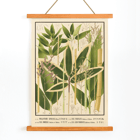 Botanical illustration of various bamboo species by Yasuyoshi Shirasawa from Icones of the bamboos of Japan Nihon chikurui zufu Pl.11 Poster depicting various bamboo species from Japan with detailed botanical illustrations Icones of the bamboos of Japan - Nihon chikurui zufu Pl.11 by Yasuyoshi Shirasawa