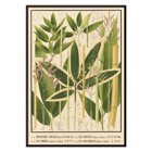 Botanical illustration of various bamboo species by Yasuyoshi Shirasawa from Icones of the bamboos of Japan Nihon chikurui zufu Pl.11 Poster depicting various bamboo species from Japan with detailed botanical illustrations Icones of the bamboos of Japan - Nihon chikurui zufu Pl.11 by Yasuyoshi Shirasawa