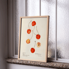 Peinture de Prunus avium représentant des cerises par Royal Charles Steadman intitulée Cass Poster présentant des cerises de l'œuvre Prunus avium Cass de Royal Charles Steadman présentant diverses illustrations de cerises.
