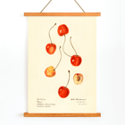 Peinture de Prunus avium représentant des cerises par Royal Charles Steadman intitulée Cass Poster présentant des cerises de l'œuvre Prunus avium Cass de Royal Charles Steadman présentant diverses illustrations de cerises.