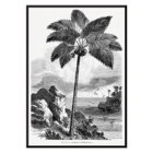 Illustration of a palm tree by Oswald de Kerchove de Denterghem from Les Palmiers Histoire Iconographique Poster of a palm tree by the sea from Les Palmiers Histoire Iconographique by Oswald de Kerchove de Denterghem.