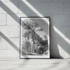Palm trees in tropical forest illustration by Oswald de Kerchove de Denterghem Les Palmiers Histoire Iconographique 1 Poster titled Les Palmiers Histoire Iconographique by Oswald de Kerchove de Denterghem depicting palm trees in a tropical forest.