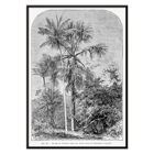 Palm trees in tropical forest illustration by Oswald de Kerchove de Denterghem Les Palmiers Histoire Iconographique 1 Poster titled Les Palmiers Histoire Iconographique by Oswald de Kerchove de Denterghem depicting palm trees in a tropical forest.
