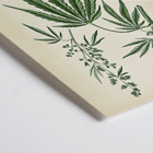 Cannabis sativa botanical illustration by Cannabis Botanical Plate 2 artist featuring detailed plant parts. Poster of Cannabis sativa botanical illustration featuring leaves flowers and seeds from Cannabis Botanical Plate 2 artwork
