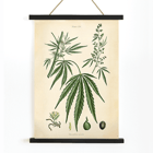 Cannabis sativa botanical illustration by Cannabis Botanical Plate 2 artist featuring detailed plant parts. Poster of Cannabis sativa botanical illustration featuring leaves flowers and seeds from Cannabis Botanical Plate 2 artwork
