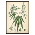 Cannabis sativa botanical illustration by Cannabis Botanical Plate 2 artist featuring detailed plant parts. Poster of Cannabis sativa botanical illustration featuring leaves flowers and seeds from Cannabis Botanical Plate 2 artwork