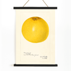 Illustration of a grapefruit in Citrus paradisi by Amanda Almira Newton. Poster featuring a detailed illustration of a grapefruit titled Citrus paradisi by Amanda Almira Newton.