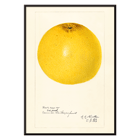Illustration of a grapefruit in Citrus paradisi by Amanda Almira Newton. Poster featuring a detailed illustration of a grapefruit titled Citrus paradisi by Amanda Almira Newton.