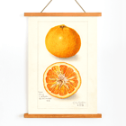 Illustration of Citrus nobilis by Amanda Almira Newton showing whole fruit and cross-section. Citrus fruit poster by Amanda Almira Newton displaying whole and halved orange with detailed illustration.