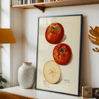 Malus domestica watercolor apples by Mary Daisy Arnold artwork illustration Poster featuring apples in Malus domestica by Mary Daisy Arnold showing whole and sliced fruits with detailed illustration.