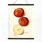 Malus domestica watercolor apples by Mary Daisy Arnold artwork illustration Poster featuring apples in Malus domestica by Mary Daisy Arnold showing whole and sliced fruits with detailed illustration.