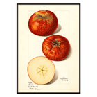 Malus domestica watercolor apples by Mary Daisy Arnold artwork illustration Poster featuring apples in Malus domestica by Mary Daisy Arnold showing whole and sliced fruits with detailed illustration.