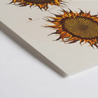 Illustration de tournesols par Robert John Thornton de l'œuvre d'art Ripe Sunflower Poster d'une illustration botanique montrant deux tournesols intitulée Ripe Sunflower par Robert John Thornton avec des pétales orange vibrants