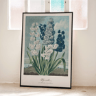 Illustration of hyacinths by Robert John Thornton from The Temple of Flora artwork Poster of colorful hyacinths illustration from The Temple of Flora by Robert John Thornton showing various blooming flowers