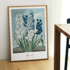 Illustration of hyacinths by Robert John Thornton from The Temple of Flora artwork Poster of colorful hyacinths illustration from The Temple of Flora by Robert John Thornton showing various blooming flowers