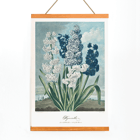 Illustration of hyacinths by Robert John Thornton from The Temple of Flora artwork Poster of colorful hyacinths illustration from The Temple of Flora by Robert John Thornton showing various blooming flowers