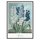 Illustration of hyacinths by Robert John Thornton from The Temple of Flora artwork Poster of colorful hyacinths illustration from The Temple of Flora by Robert John Thornton showing various blooming flowers