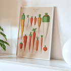 Carrots from Album Benary by Ernst Benary featuring various carrot illustrations in a vintage botanical style Poster of various carrot illustrations from Carrots from Album Benary by Ernst Benary featuring diverse colors and shapes
