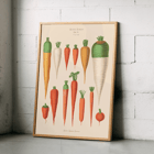 Carrots from Album Benary by Ernst Benary featuring various carrot illustrations in a vintage botanical style Poster of various carrot illustrations from Carrots from Album Benary by Ernst Benary featuring diverse colors and shapes