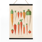 Carrots from Album Benary by Ernst Benary featuring various carrot illustrations in a vintage botanical style Poster of various carrot illustrations from Carrots from Album Benary by Ernst Benary featuring diverse colors and shapes
