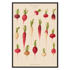 Various radish illustrations from Album Benary by Ernst Benary Poster showcasing various radish illustrations from Album Benary by Ernst Benary featuring different shapes and colors.