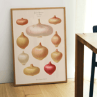 Illustration of various onions by Ernst Benary from Album Benary Poster featuring onions from artwork Album Benary by Ernst Benary showcasing various shapes and colors.