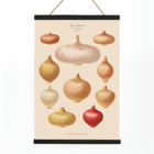 Illustration of various onions by Ernst Benary from Album Benary Poster featuring onions from artwork Album Benary by Ernst Benary showcasing various shapes and colors.