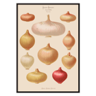 Illustration of various onions by Ernst Benary from Album Benary Poster featuring onions from artwork Album Benary by Ernst Benary showcasing various shapes and colors.