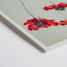 Three Studies of Poppies by Sophia Crownfield artwork featuring vibrant red poppies on delicate stems Poster titled Three Studies of Poppies by Sophia Crownfield featuring three vibrant red poppies on a light background