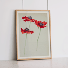 Three Studies of Poppies by Sophia Crownfield artwork featuring vibrant red poppies on delicate stems Poster titled Three Studies of Poppies by Sophia Crownfield featuring three vibrant red poppies on a light background