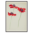 Three Studies of Poppies by Sophia Crownfield artwork featuring vibrant red poppies on delicate stems Poster titled Three Studies of Poppies by Sophia Crownfield featuring three vibrant red poppies on a light background