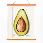 Avocado (Persea) Avocado (Persea)