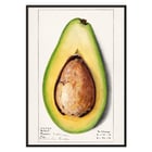 Avocado (Persea) Avocado (Persea)