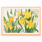 Daffodil Daffodil