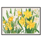 Daffodil Daffodil