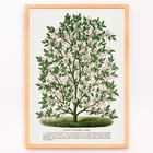 Magnolia rustique Magnolia rustique