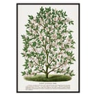 Magnolia rustique Magnolia rustique