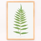 Polypodium Fraxinifolium Polypodium Fraxinifolium