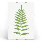 Polypodium Fraxinifolium Polypodium Fraxinifolium