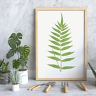 Polypodium Fraxinifolium Polypodium Fraxinifolium