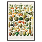 Wide variety of fruits Wide variety of fruits