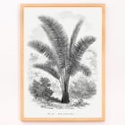 Vintage palm tree illustration by Oswald de Kerchove de Denterghem from Les Palmiers Histoire Iconographique. Vintage palm tree illustration poster by Oswald de Kerchove de Denterghem titled Les Palmiers Histoire Iconographique