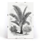 Vintage palm tree illustration by Oswald de Kerchove de Denterghem from Les Palmiers Histoire Iconographique. Vintage palm tree illustration poster by Oswald de Kerchove de Denterghem titled Les Palmiers Histoire Iconographique