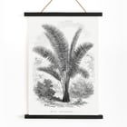 Vintage palm tree illustration by Oswald de Kerchove de Denterghem from Les Palmiers Histoire Iconographique. Vintage palm tree illustration poster by Oswald de Kerchove de Denterghem titled Les Palmiers Histoire Iconographique