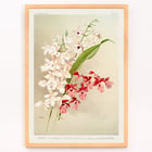 Illustration of hybrid calanthes victoria regina bella and burfordiense from Reichenbachia Orchids by Frederick Sander Poster featuring Hybrid Calanthes Victoria Regina Bella and Burfordiense from Reichenbachia Orchids illustrated by Frederick Sander